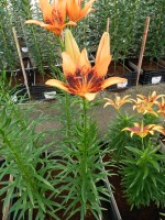 [5033 Orange Art No02.JPG]